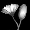 Black and White